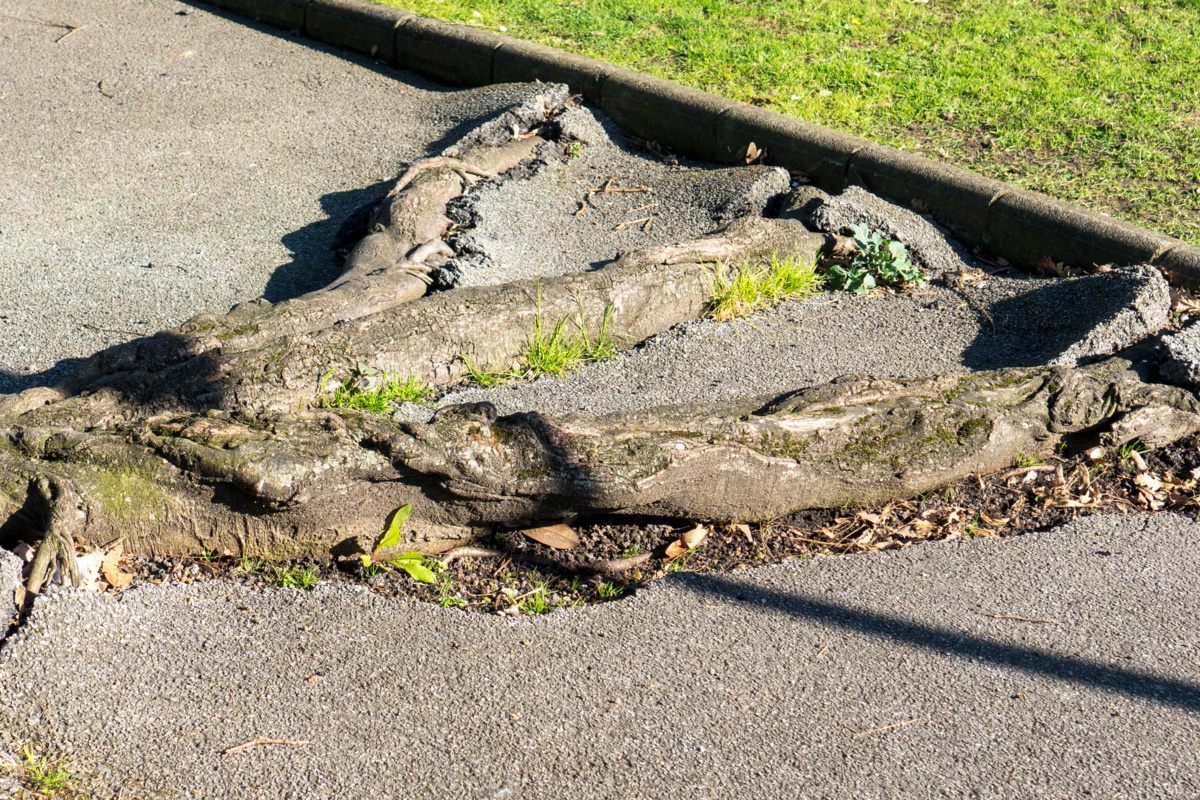 Key Challenges When Installing Concrete Sidewalks Near Tree Roots